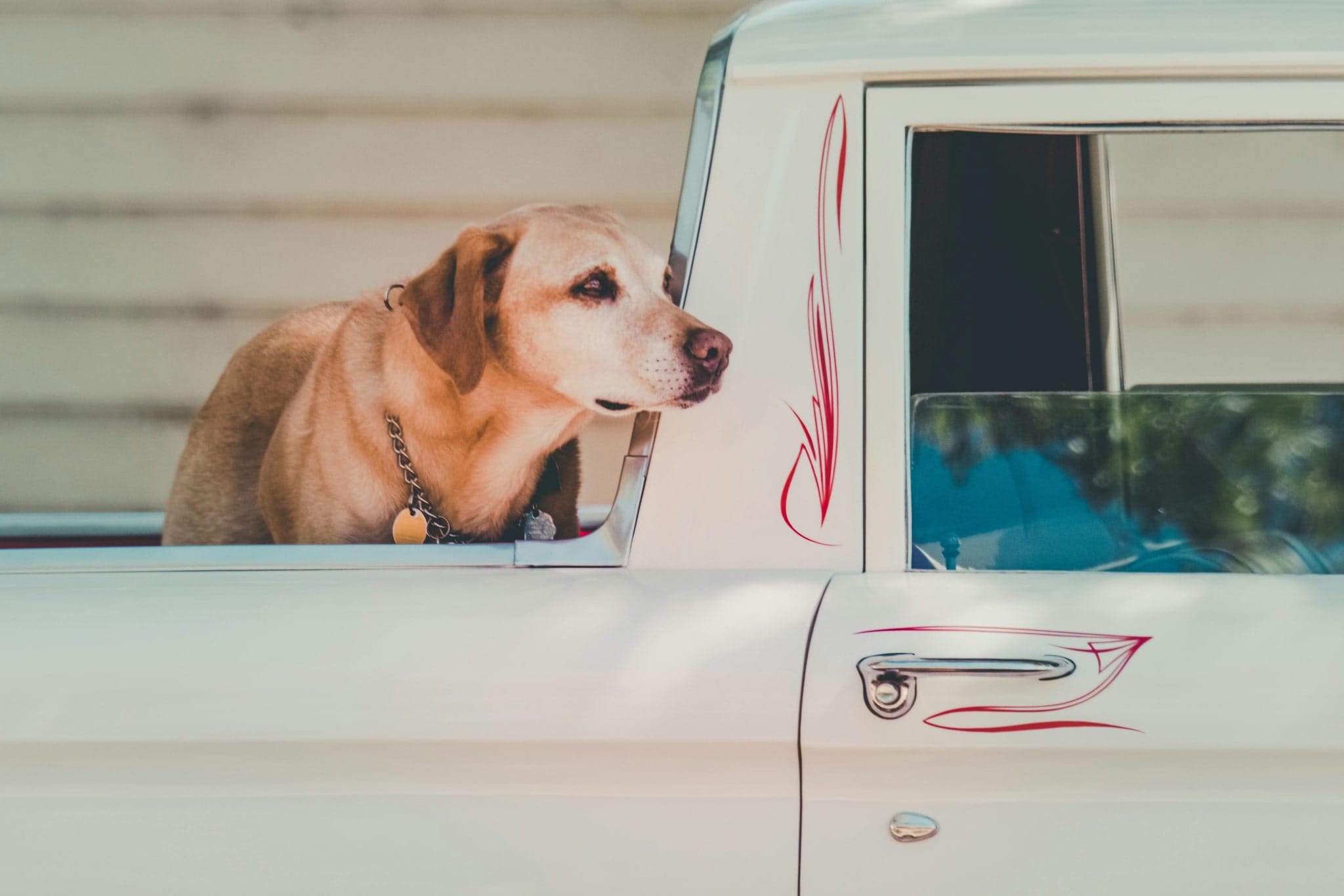 Explore Estero with the Perfect 18 Passenger Mini Bus Rental
