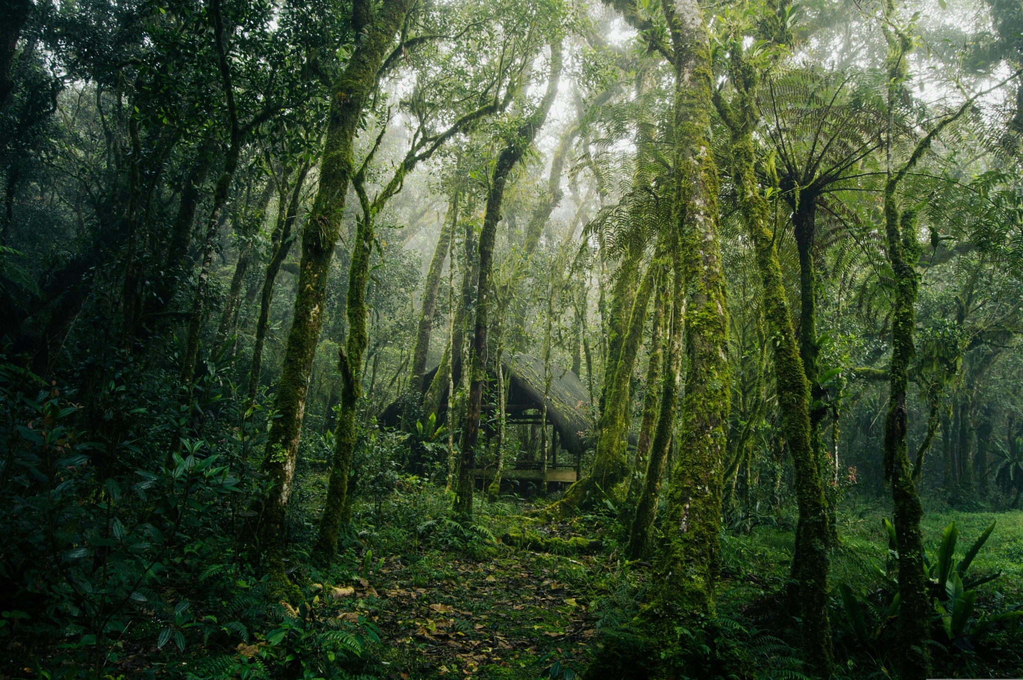Explore Leakey’s Hidden Gems with a Gambling Shuttle Bus